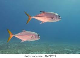 Image result for Caranx latus