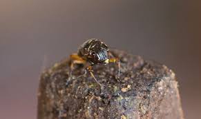 Attēlu rezultāti vaicājumam “Protapion sp.”