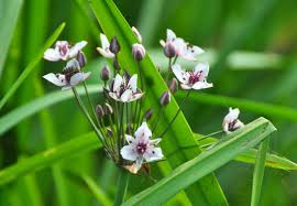 Attēlu rezultāti vaicājumam “Butomaceae”