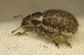 Attēlu rezultāti vaicājumam “Philopedon plagiatum”