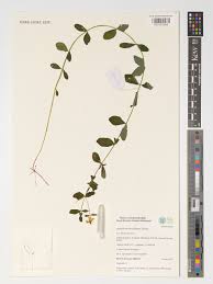 Attēlu rezultāti vaicājumam “Hypericum maculatum leaf”