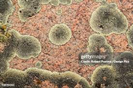 Attēlu rezultāti vaicājumam “Flavoparmelia caperata”