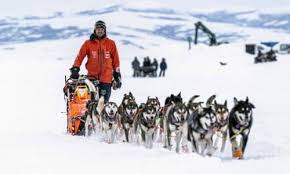 Image result for Team Ice Fire British Sled Dog Racing Team