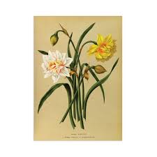 Attēlu rezultāti vaicājumam “Narcissus leaf”