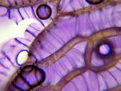 Attēlu rezultāti vaicājumam “Sphagnum papillosum”