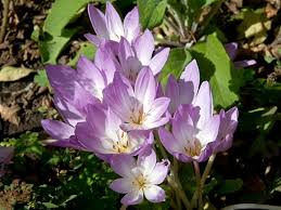 Attēlu rezultāti vaicājumam “Colchicum autumnale”