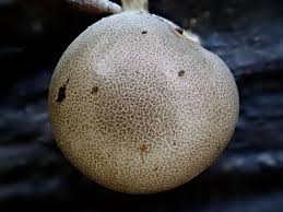 Attēlu rezultāti vaicājumam “Fuligo sp., Lignydium sp.”