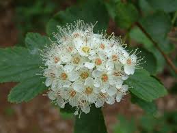 Attēlu rezultāti vaicājumam “Physocarpus opulifolius”