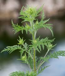 Attēlu rezultāti vaicājumam “Ambrosia artemisiifolia bud”