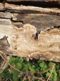 Attēlu rezultāti vaicājumam “Irpex lacteus”