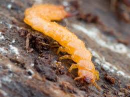 Attēlu rezultāti vaicājumam “Schizotus pectinicornis”