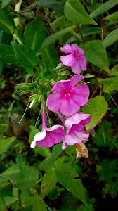 Image result for Phlox drummondii