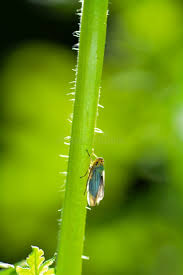 Attēlu rezultāti vaicājumam “Cicadella viridis female”