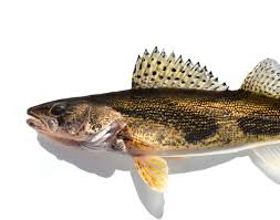 Image result for Sander canadensis