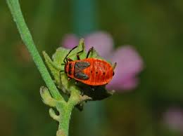 Attēlu rezultāti vaicājumam “Pyrrhocoris apterus nymph”