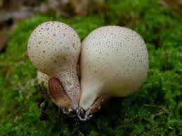 Attēlu rezultāti vaicājumam “Lycoperdon pyriforme sessile”