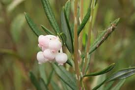 Attēlu rezultāti vaicājumam “Andromeda polifolia bud”