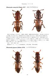 Attēlu rezultāti vaicājumam “Dendrophagus crenatus”