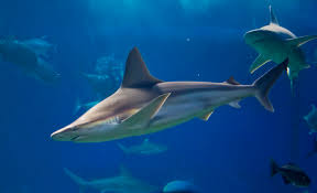 Image result for Carcharhinus plumbeus