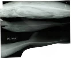 Image result for Nasolamia velox