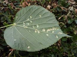 Attēlu rezultāti vaicājumam “Eriophyes padi”
