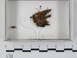 Attēlu rezultāti vaicājumam “Cribraria intricata”