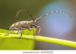 Attēlu rezultāti vaicājumam “Monochamus galloprovincialis”