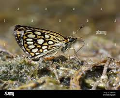 Attēlu rezultāti vaicājumam “Heteropterus morpheus upperside”