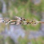 Attēlu rezultāti vaicājumam “Juncus squarrosus fruit”