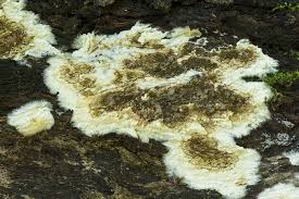 Attēlu rezultāti vaicājumam “Coniophora puteana”