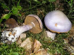 Attēlu rezultāti vaicājumam “Cortinarius traganus”