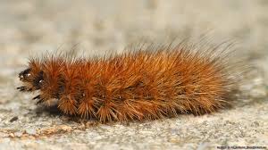 Attēlu rezultāti vaicājumam “Phragmatobia fuliginosa imago”