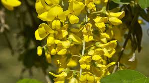 Image result for Laburnum anagyroides
