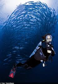 Image result for Dive Barracuda