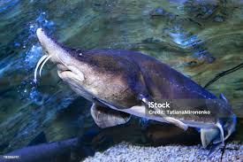 Image result for Huso fulvescens