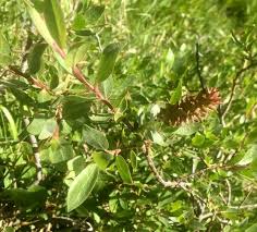 Attēlu rezultāti vaicājumam “Salix myrtilloides leaf”