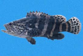 Image result for Epinephelus itajara