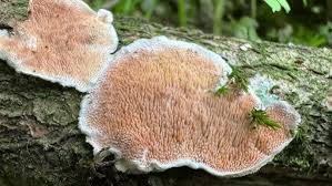 Attēlu rezultāti vaicājumam “Steccherinum ochraceum”