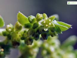 Attēlu rezultāti vaicājumam “Herniaria glabra flower”
