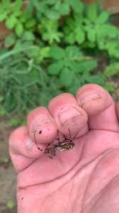 Attēlu rezultāti vaicājumam “Argiope bruennichi female”