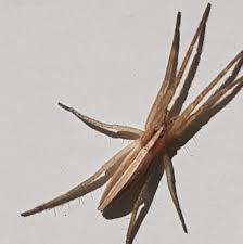 Attēlu rezultāti vaicājumam “Miturgidae”