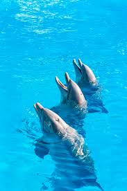 Image result for Adventure Dolphin
