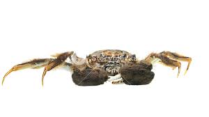 Image result for Eriocheir sinensis