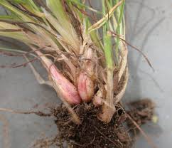 Attēlu rezultāti vaicājumam “Poa remota bud”