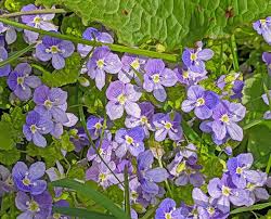 Attēlu rezultāti vaicājumam “Veronica filiformis”