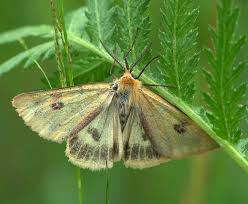 Attēlu rezultāti vaicājumam “Diacrisia sannio”