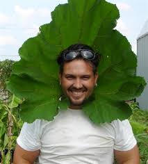 Attēlu rezultāti vaicājumam “Petasites hybridus leaf”