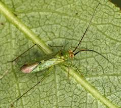 Attēlu rezultāti vaicājumam “Blepharidopterus angulatus imago”