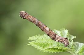 Attēlu rezultāti vaicājumam “Crocallis elinguaria larva”