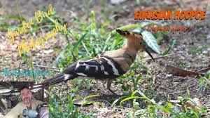 Image result for hoepoe